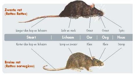 Muizen- en rattenoverlast
